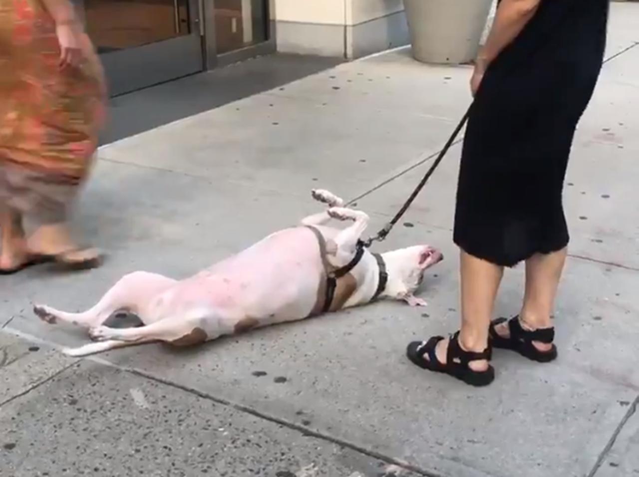 暑すぎて路上のド真ん中で「散歩を諦めた犬」の姿に心がとろける【動画アリ】