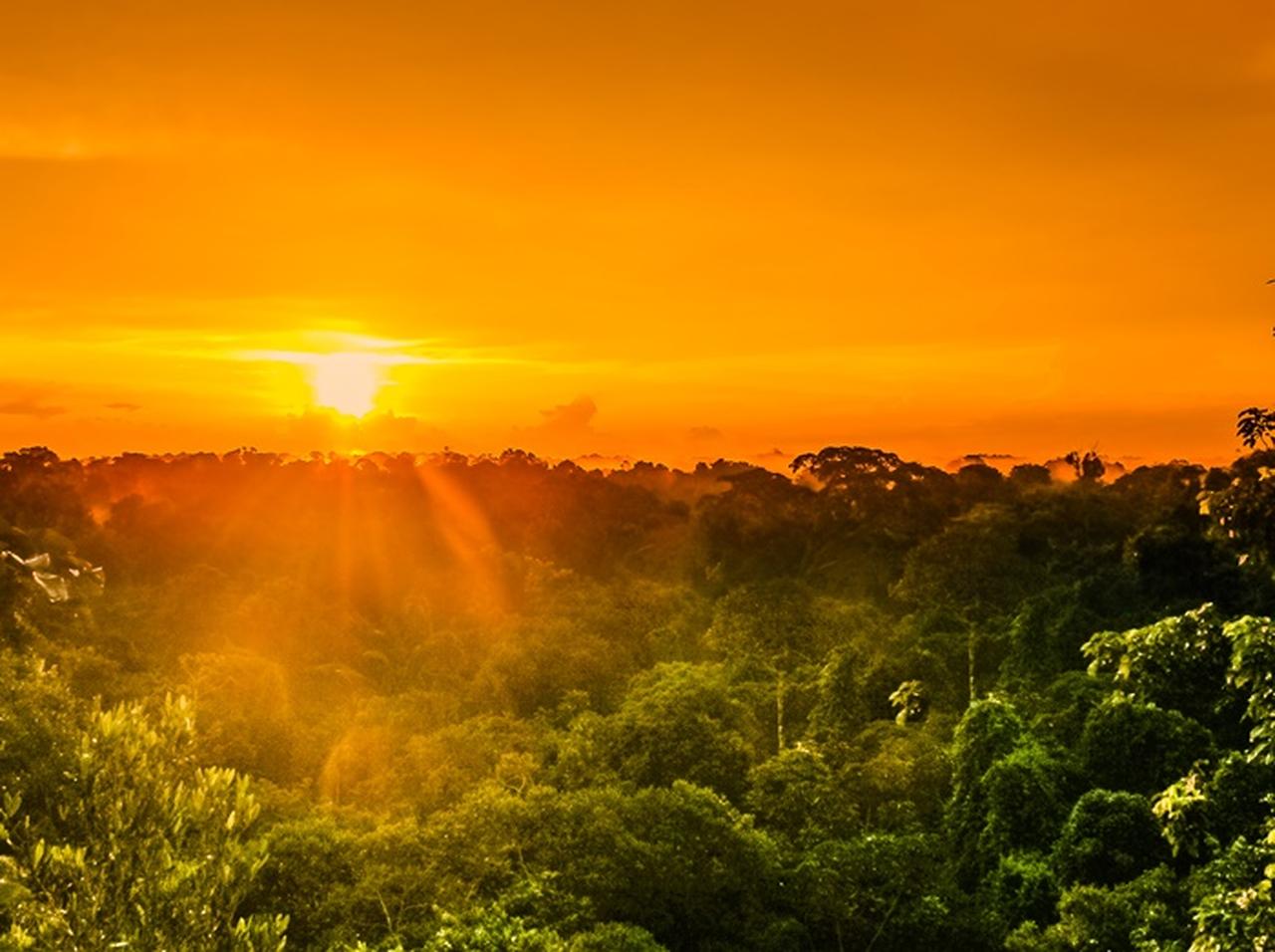 アマゾン熱帯雨林で大規模な森林火災、地球規模で「壊滅的なダメージ」