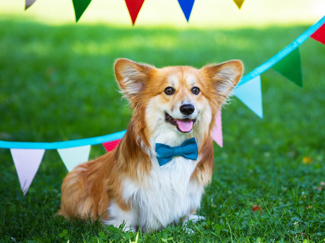 留守番中の「犬」の『演技派女優』のような振る舞いに爆笑の嵐