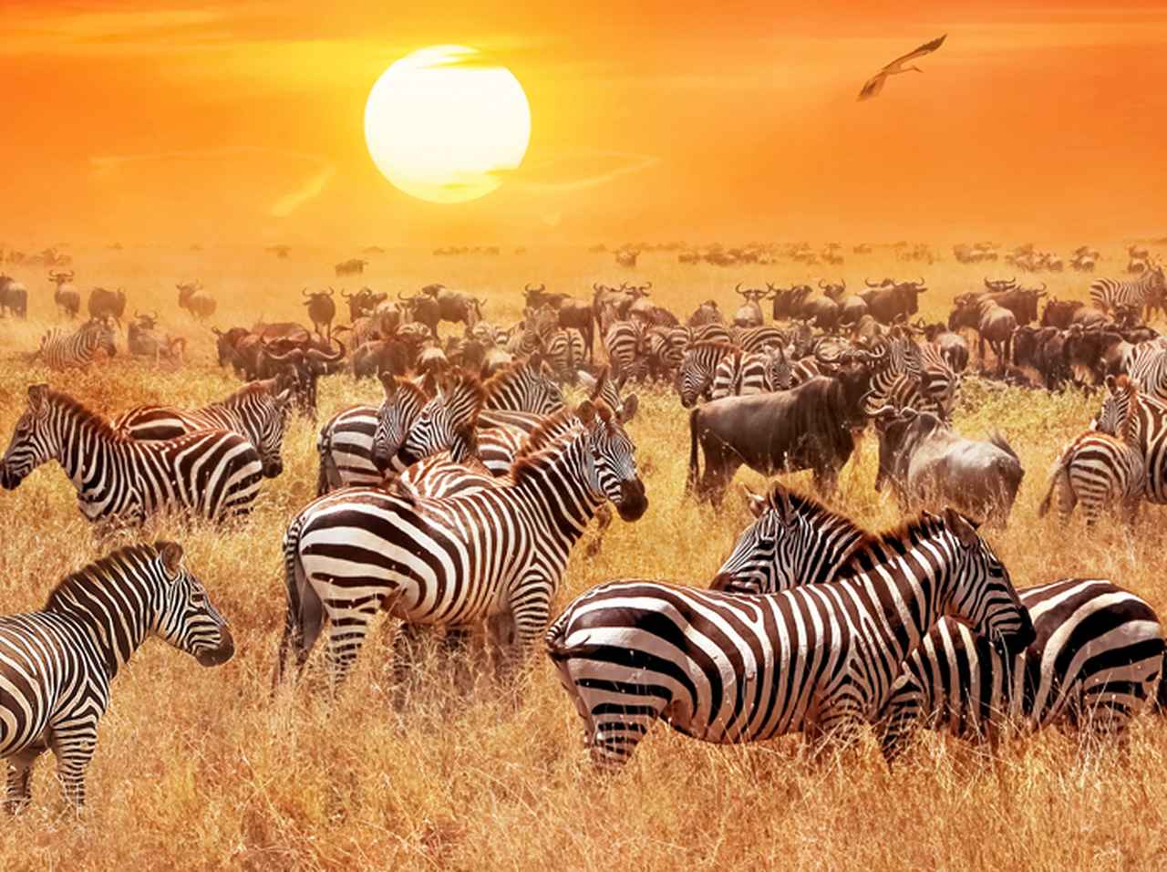 激レア！「水玉模様のシマウマ」の赤ちゃんがオシャレで可愛い