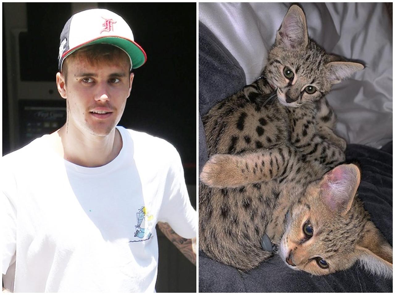 ジャスティン・ビーバーが「スシ」の兄弟猫を引き取る、気になる『名前』は?