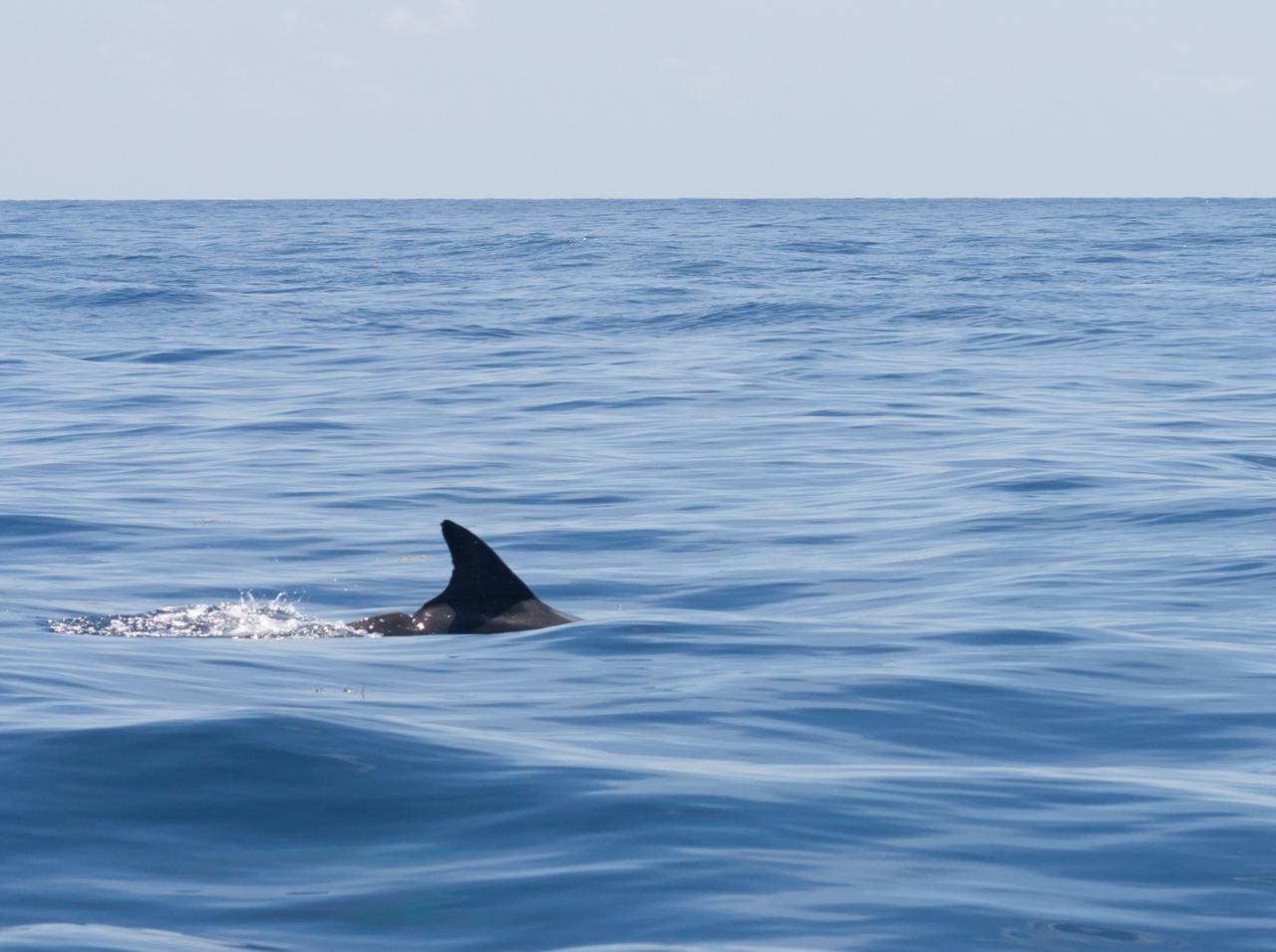 サーファーがサーフボードから飛び降りてサメの上に着地、フロリダ州