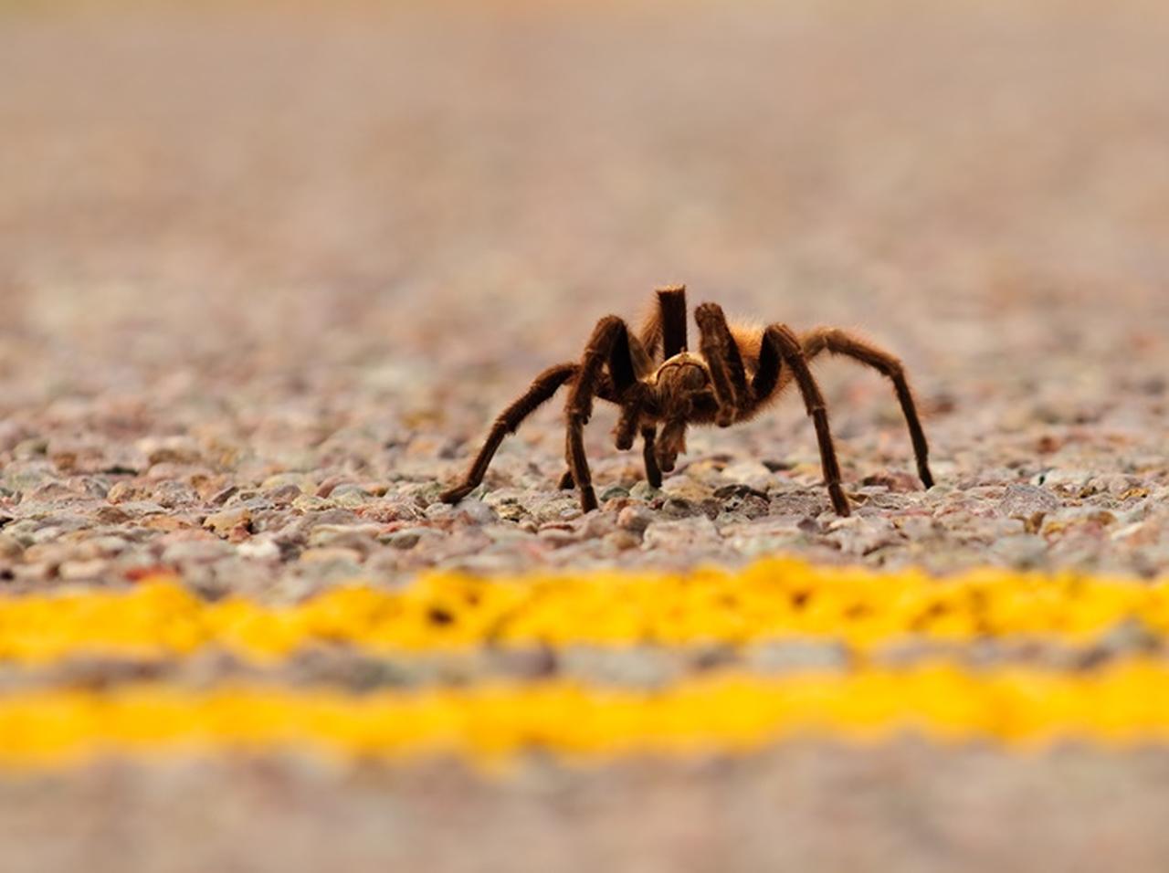 巨大なクモが頭の上に乗っているようにしか見えないヘアスタイルに驚愕