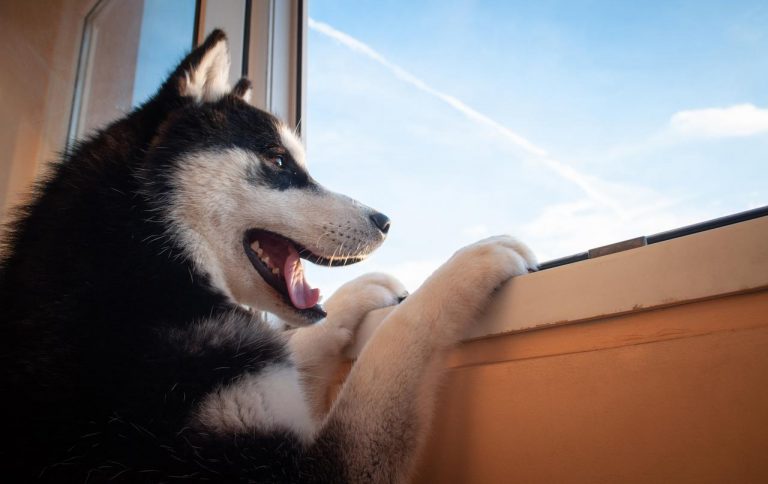 “家電”を使いこなしてしまった「犬」が家を『火事』に、飼い主が気をつけるべきこととは?