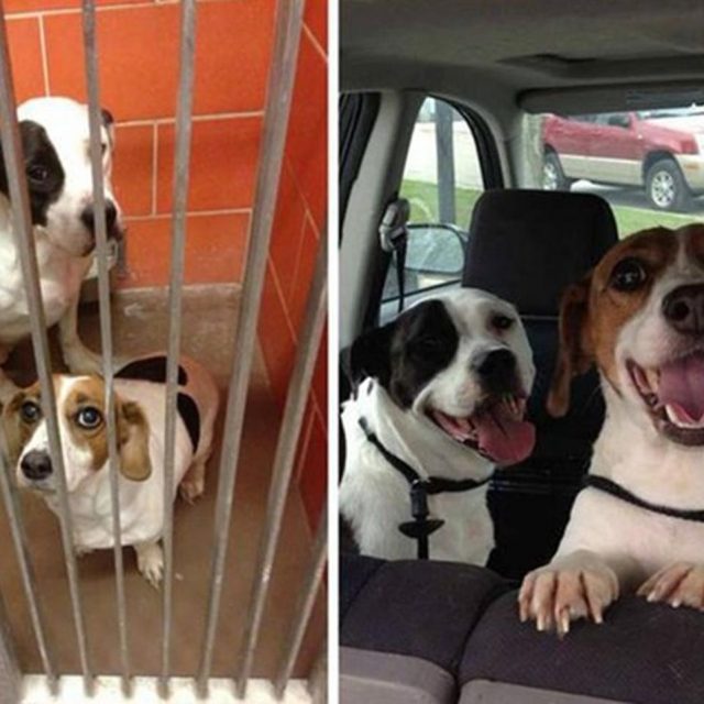 「里親」を見つけた犬のビフォー・アフター写真を見て、年イチ心を温めてください
