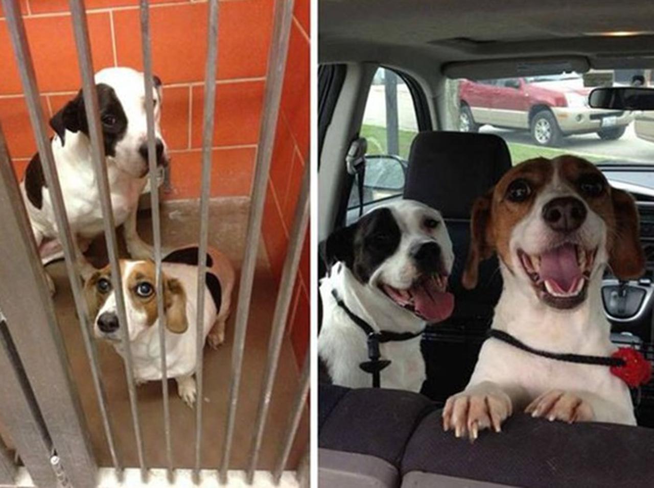 「里親」を見つけた犬のビフォー・アフター写真を見て、年イチ心を温めてください