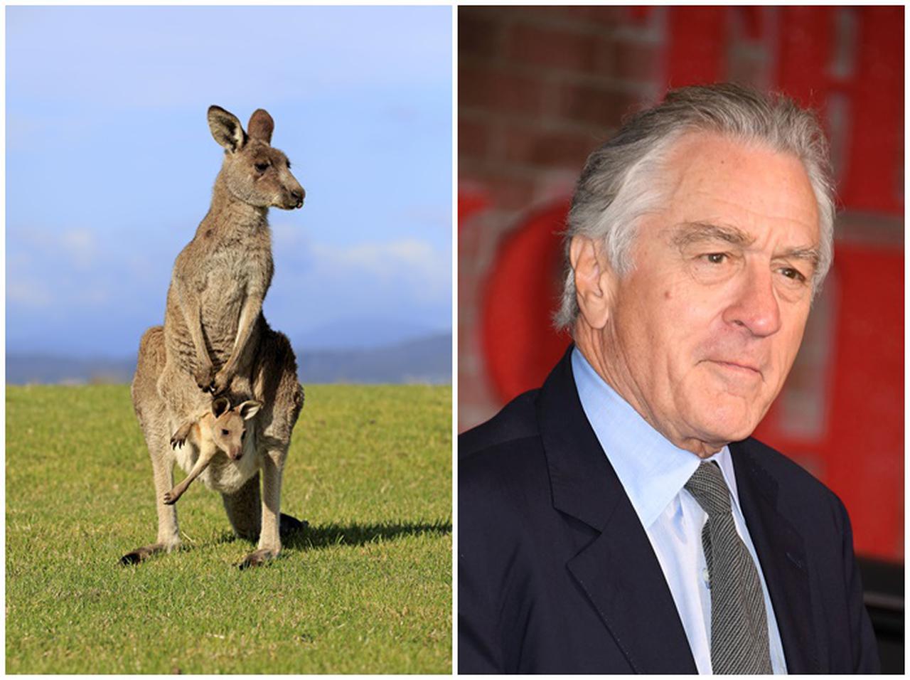 『アイリッシュマン』のオフィスに飾られているカンガルーの写真の意味