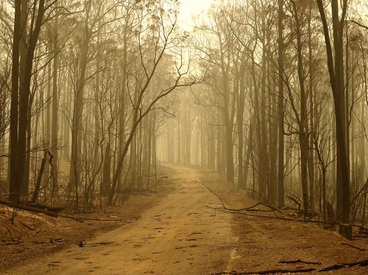 オーストラリア森林火災で焼け果てた森から新芽が、自然の生命力に胸が熱くなる