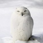 『ハリー・ポッター』のフクロウ一覧。ヘドウィグの種類と名前の意味まで解説