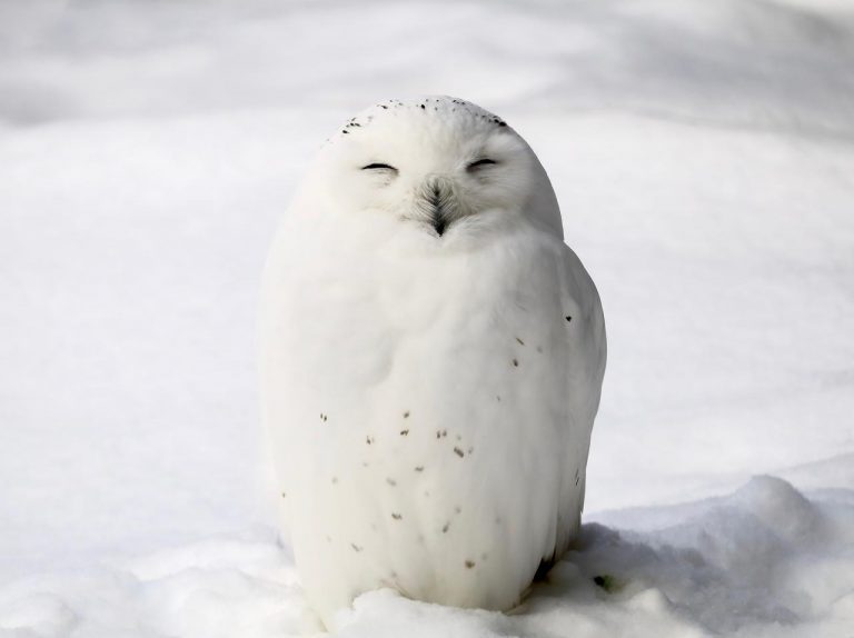 救出された「飛べないフクロウ」、原因はケガでもなく『ただの太りすぎ』だった