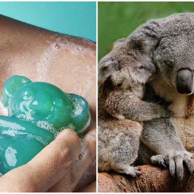 LUSH、「コアラソープ」でオーストラリア森林火災で被災した野生動物を支援