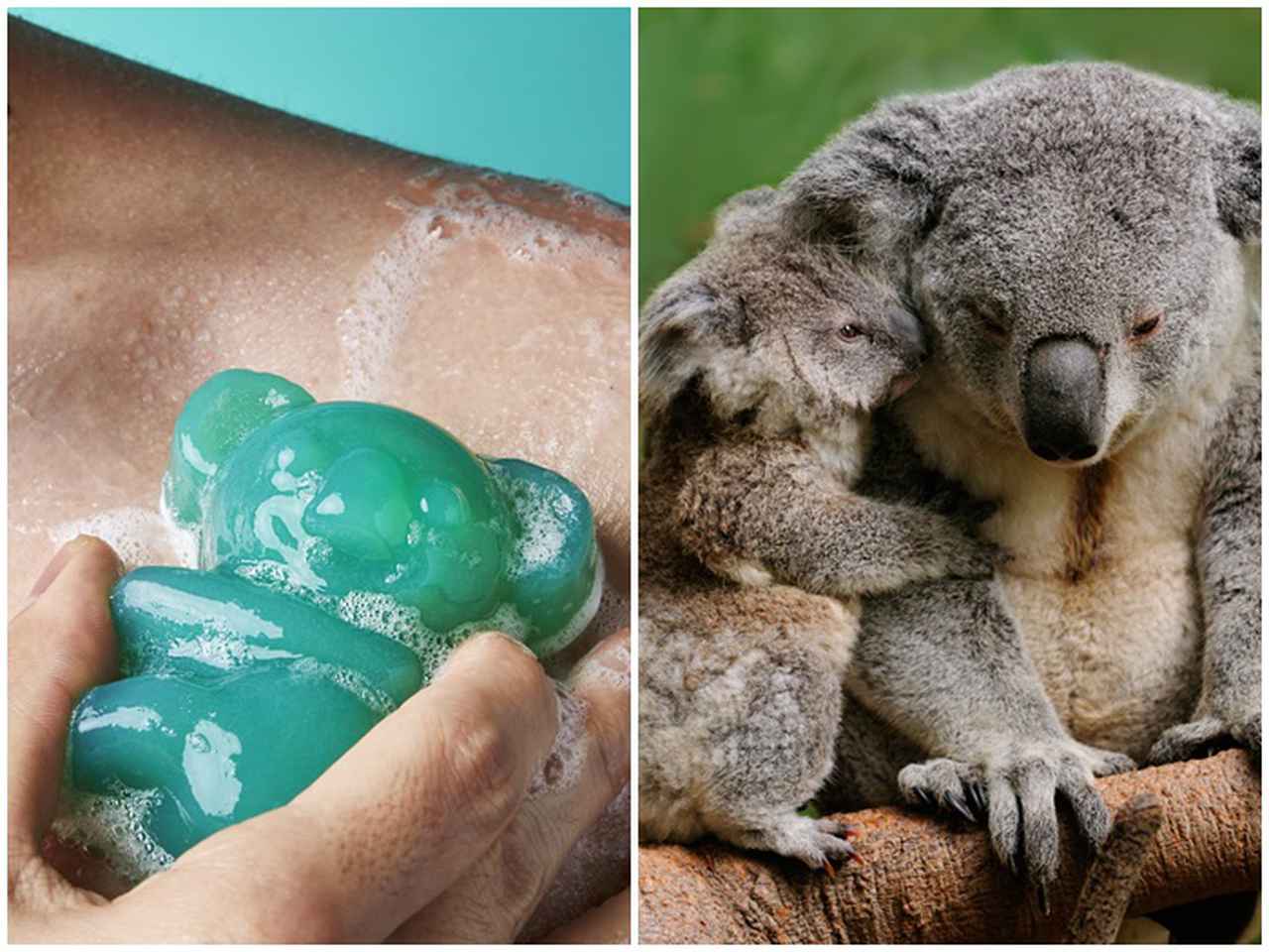 LUSH、「コアラソープ」でオーストラリア森林火災で被災した野生動物を支援