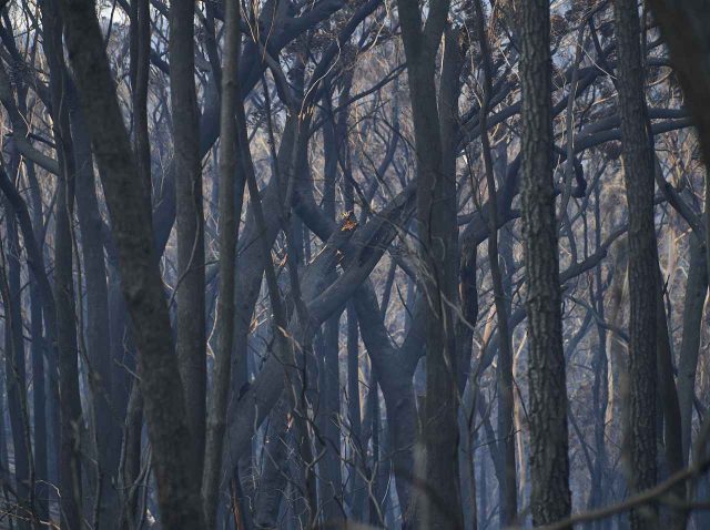 森林火災続くオーストラリア、大雨が降る前と降った後の「自然」の様子を収めた写真に反響