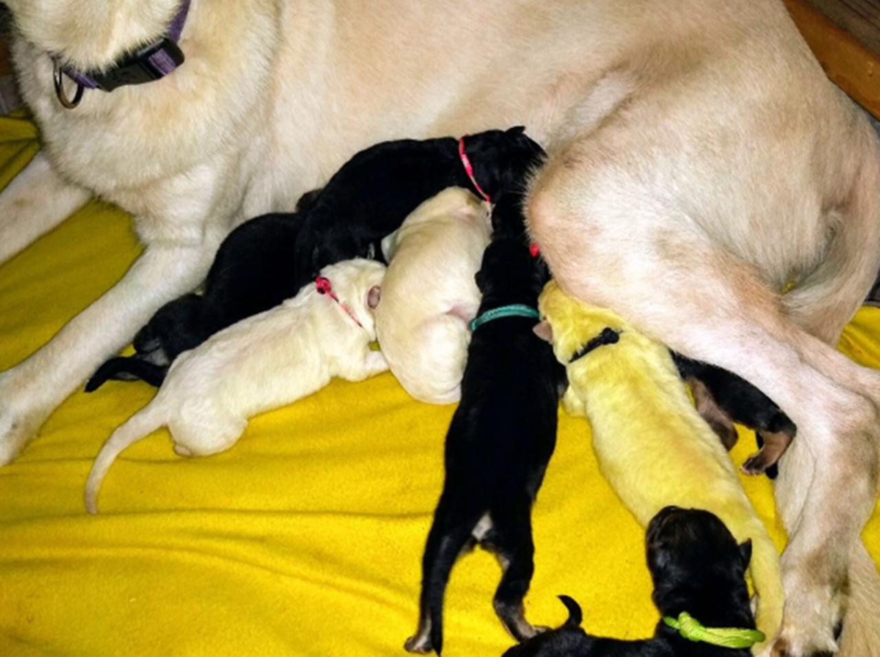 生まれてきた子犬が「緑色」だった…、“ハルク”と名づけられた奇跡の犬