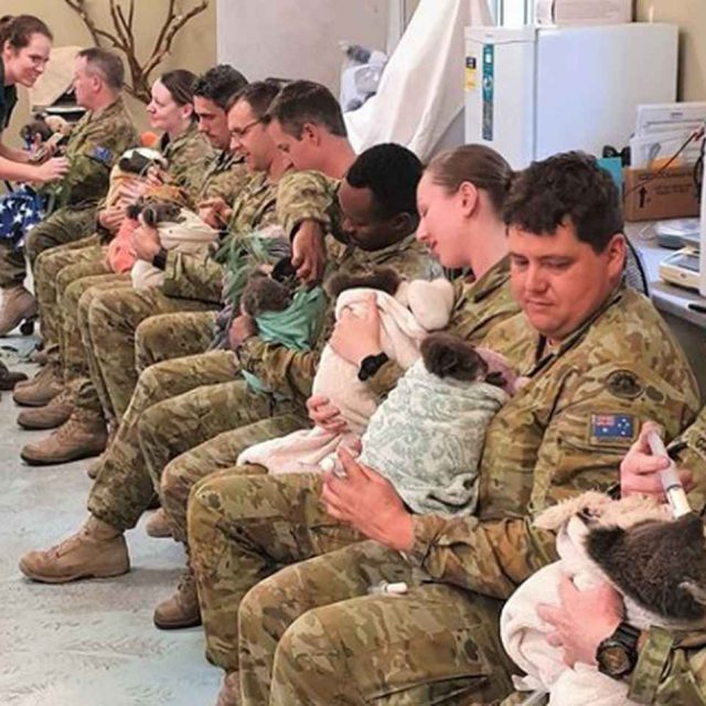 休日にコアラを抱っこして看病！オーストラリア軍兵士たちの姿に癒される