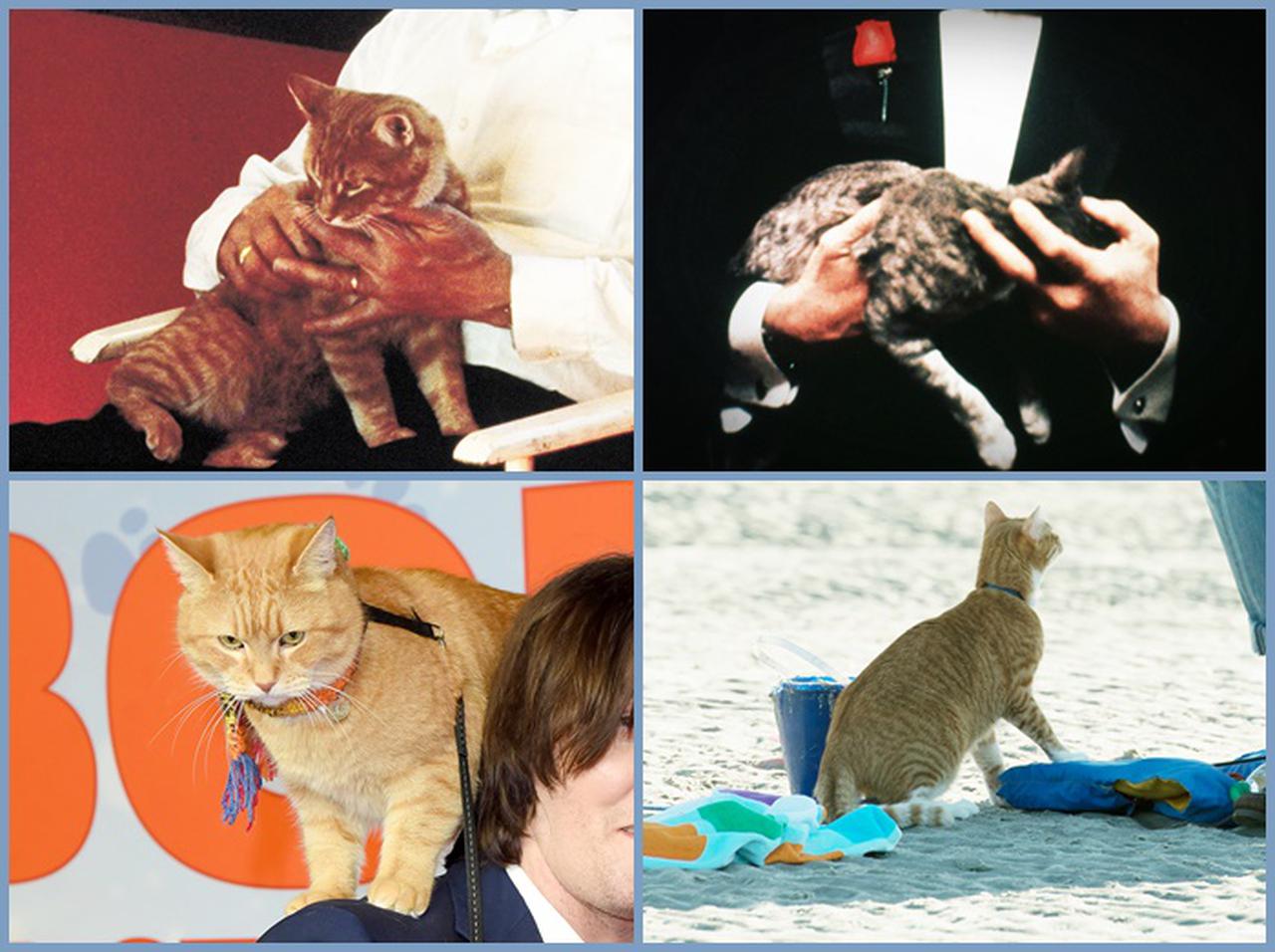 【特集】ネコが大好きな人におすすめ!ネコが可愛すぎる映画8