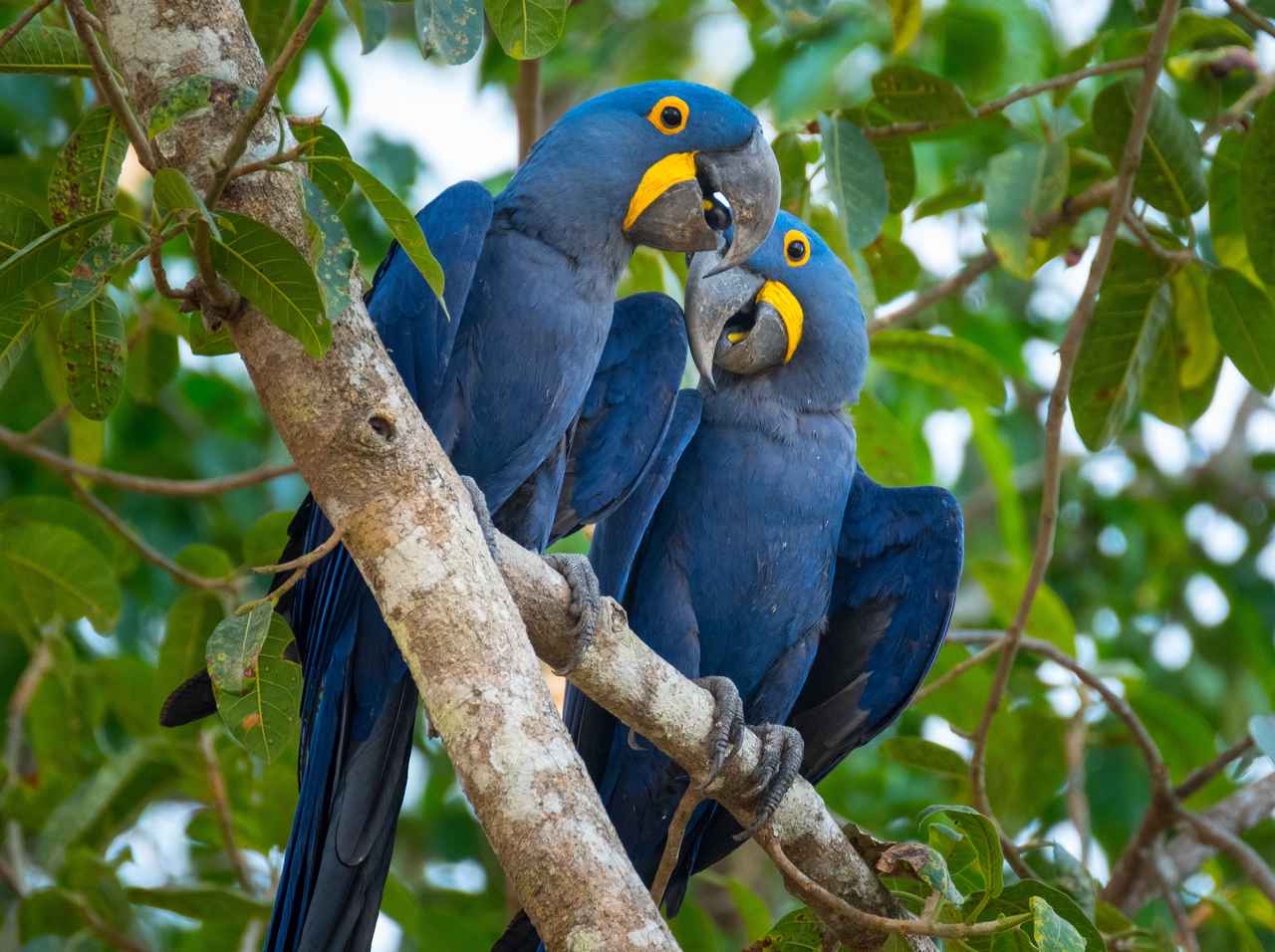 オウムの「笑い声」が『人間』すぎてもはや不気味