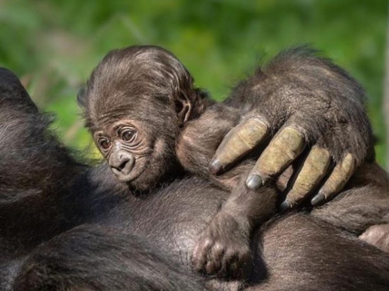 お目々クリクリ!生まれたばかりのゴリラの赤ちゃんが癒し、ロサンゼルスの動物園で20年ぶりに誕生