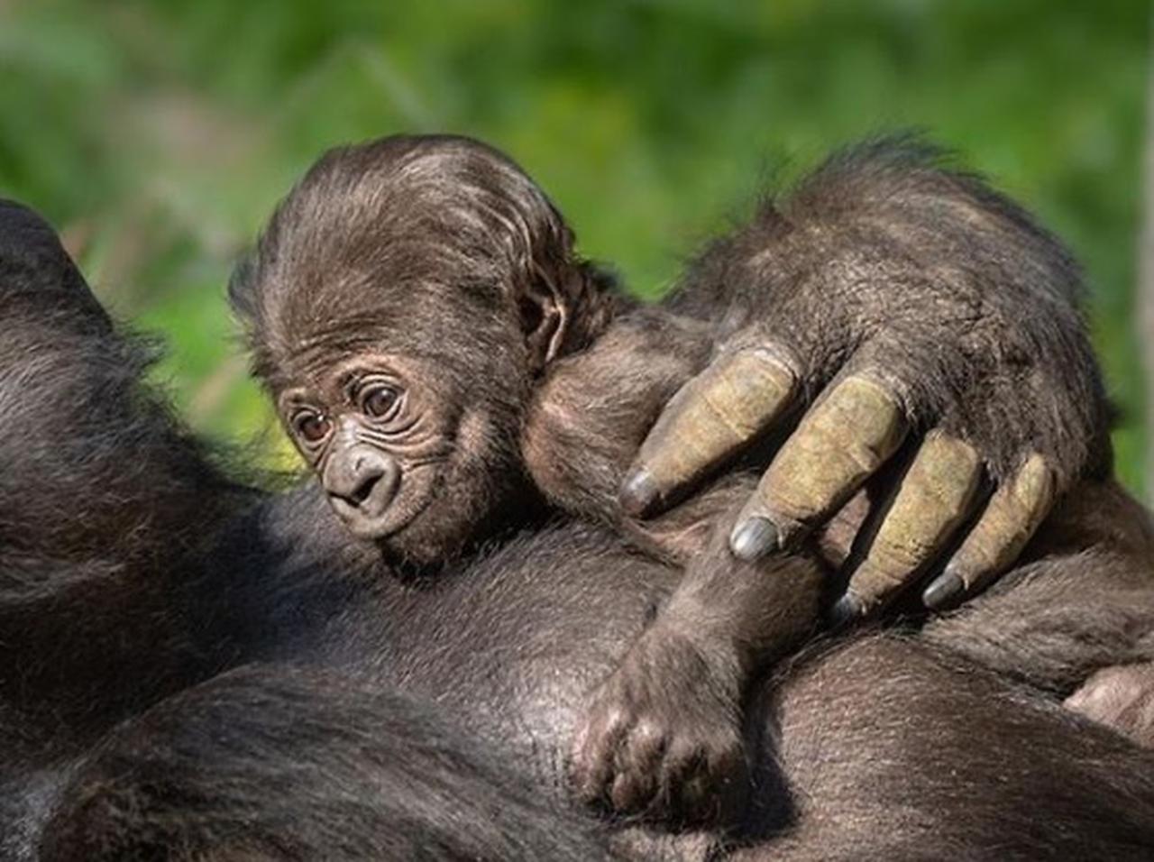 お目々クリクリ！生まれたばかりのゴリラの赤ちゃんが癒し、ロサンゼルスの動物園で20年ぶりに誕生