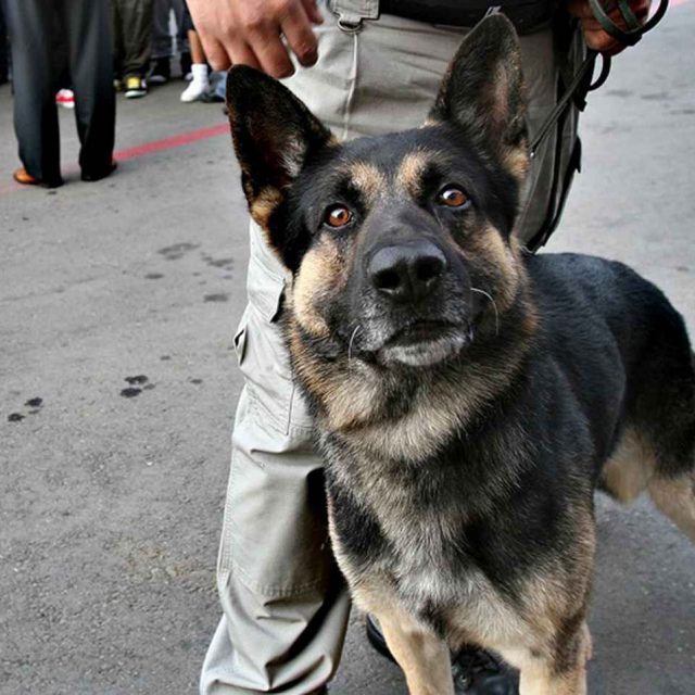 コカイン押収量9トン！マフィアに「懸賞金」かけられた麻薬探知犬の武勇伝が映画化