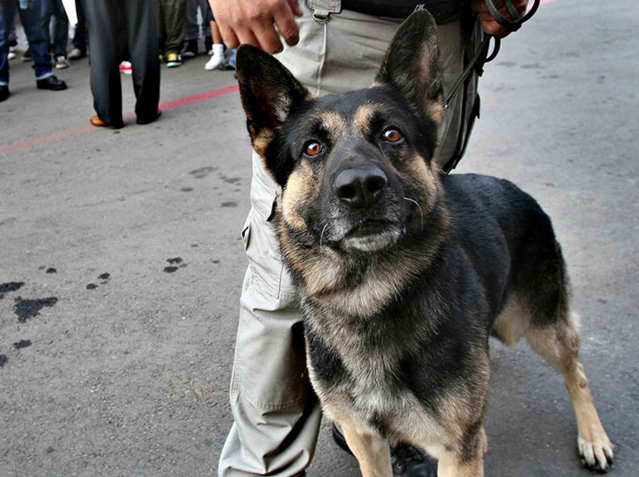 コカイン押収量9トン！マフィアに「懸賞金」かけられた麻薬探知犬の武勇伝が映画化