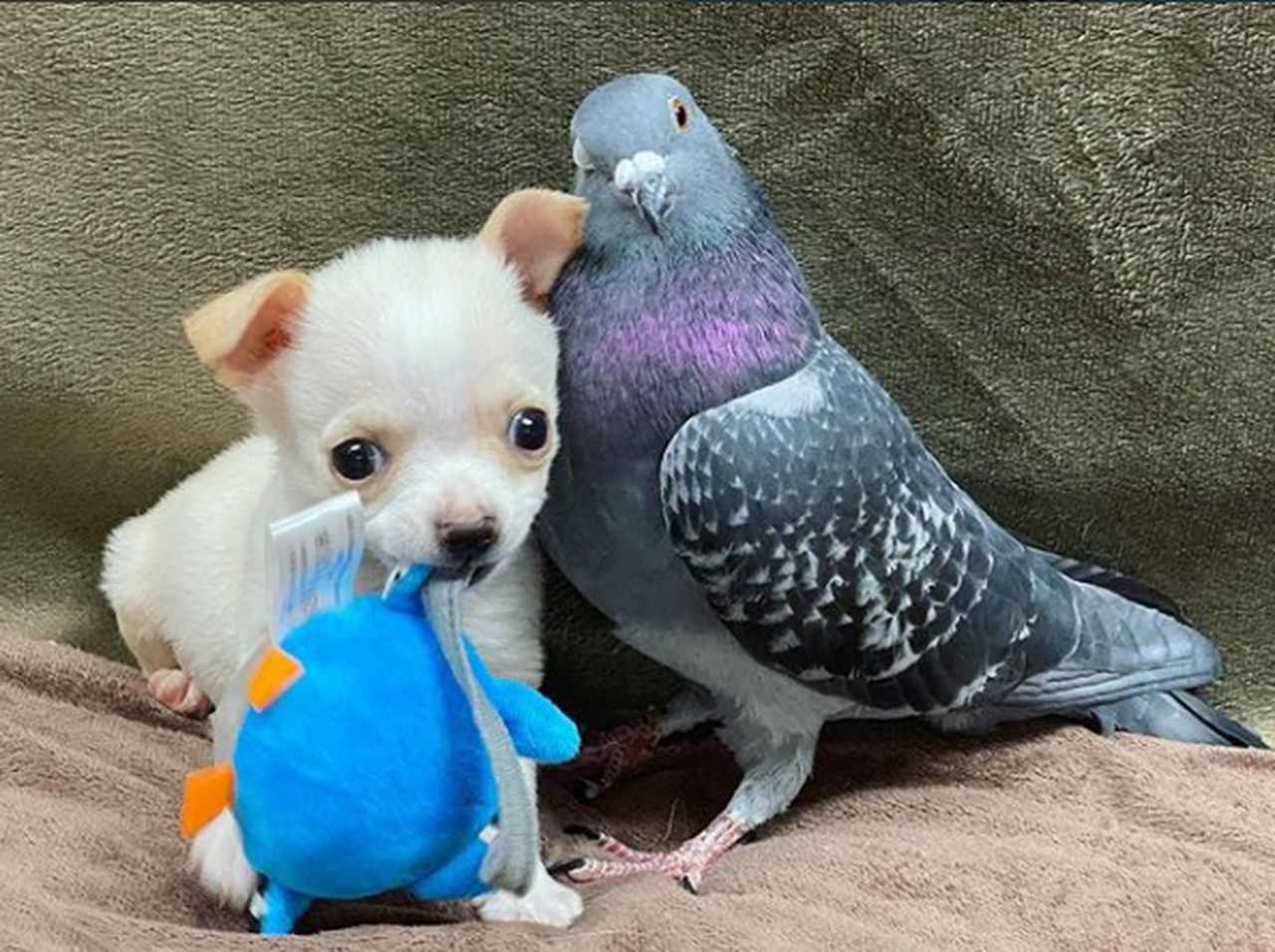 「歩けないチワワ」と「飛べないハト」仲良しになる、一緒に眠る姿は悶絶級