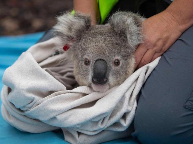 オーストラリア火災で救助されたコアラ、ついに森へ帰る！