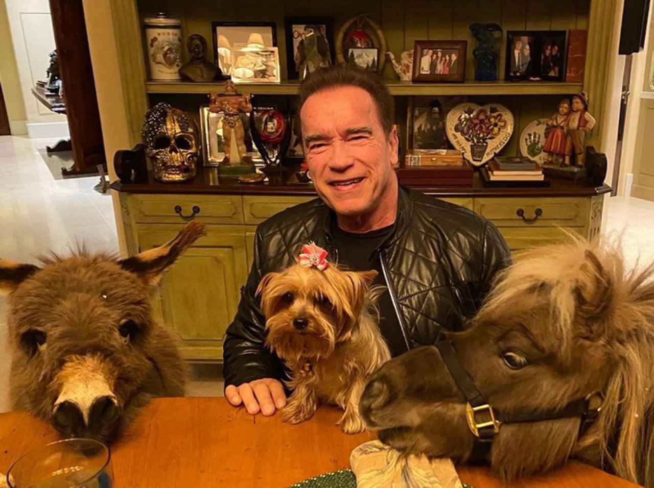 シュワちゃんがポニーやロバと「隔離生活」を送る姿が最高に癒される