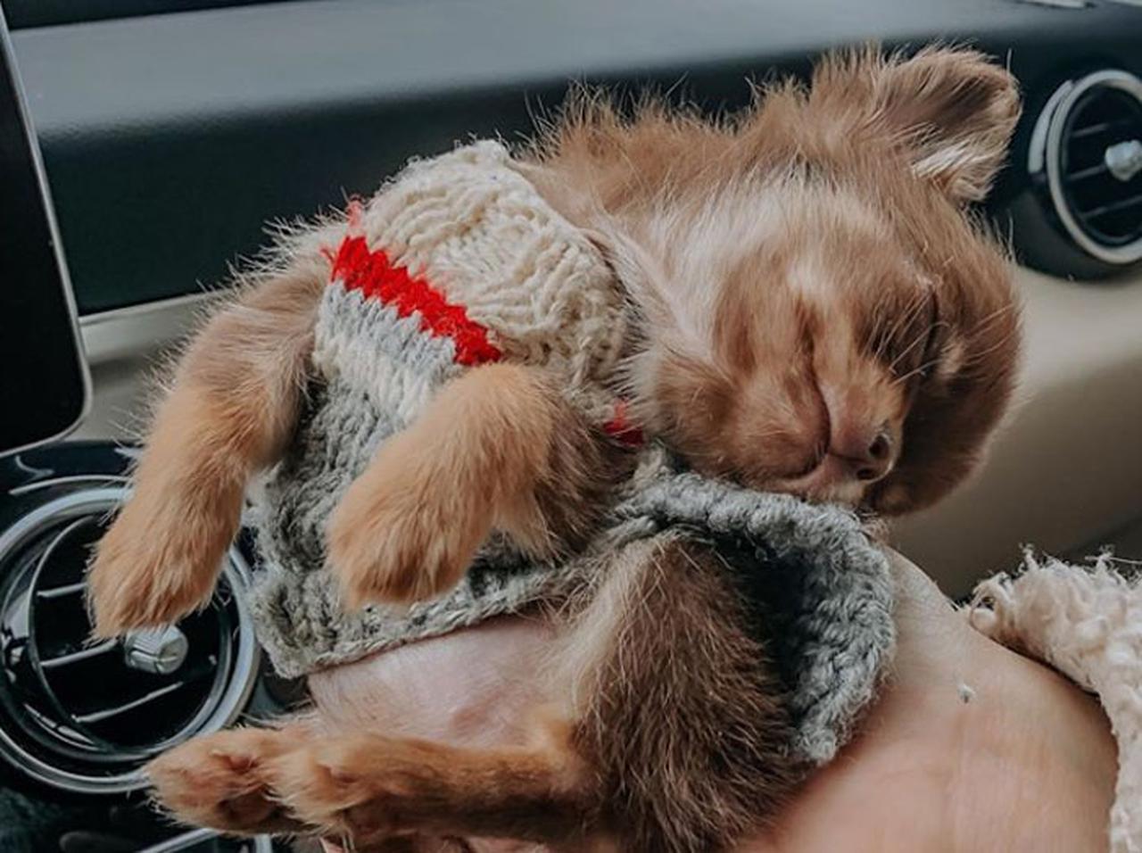 立っているのに眠気が…、「360°」身体を曲げて寝る犬が癒し【動画アリ】