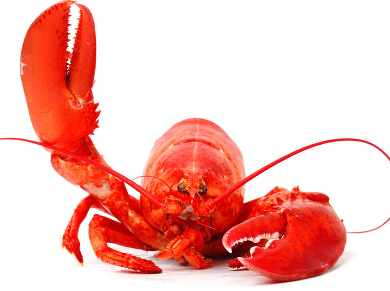 セレブが住む高級住宅街を徘徊していた「脱走ロブスター」が一躍人気に