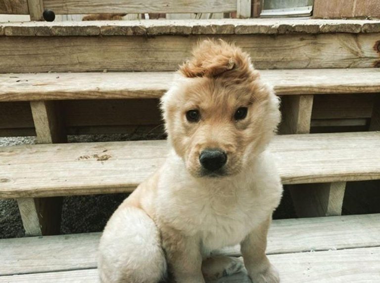 耳が1つの“ユニコーン犬”に癒される人が続出中