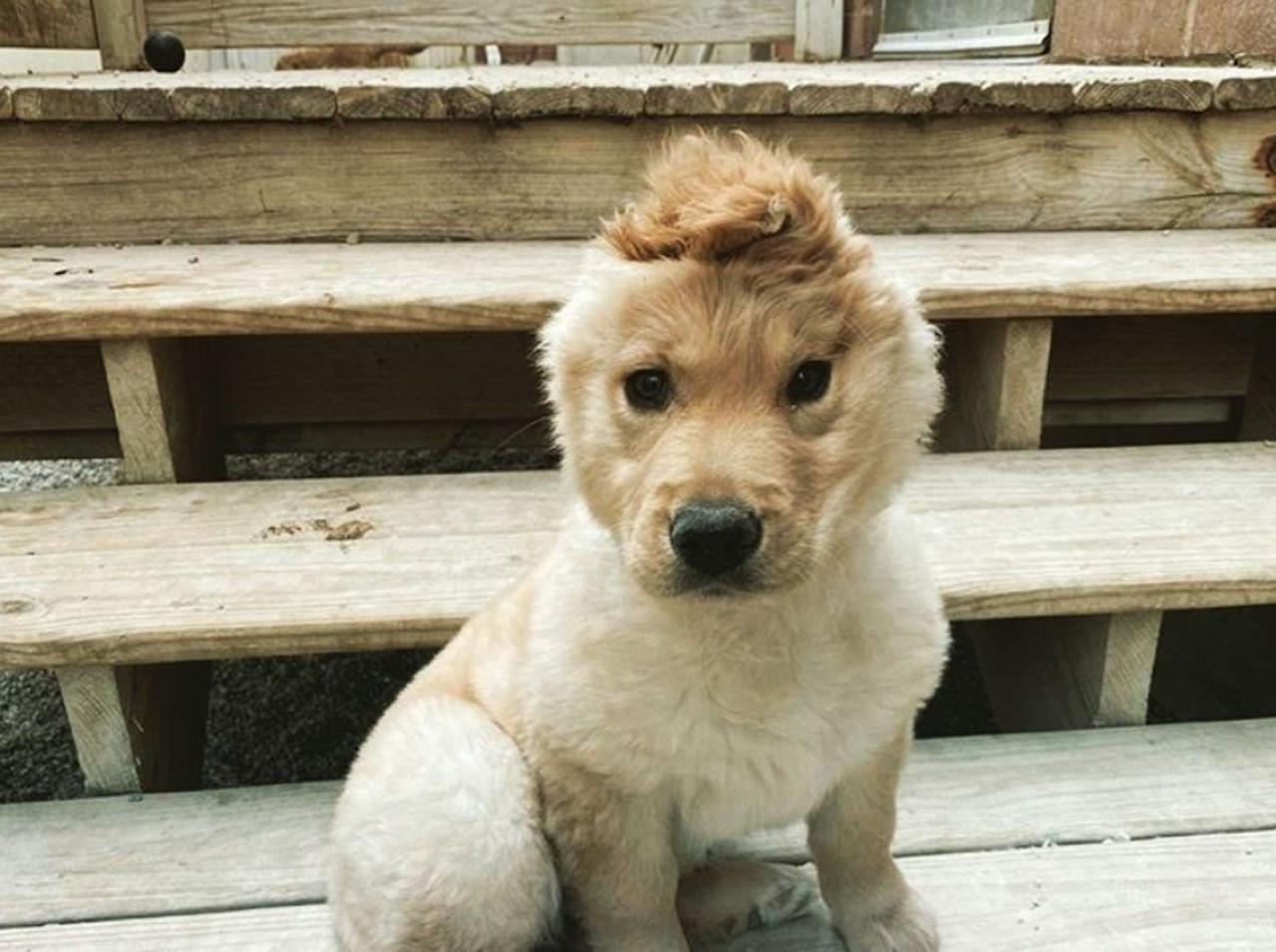 耳が1つの“ユニコーン犬”に癒される人が続出中