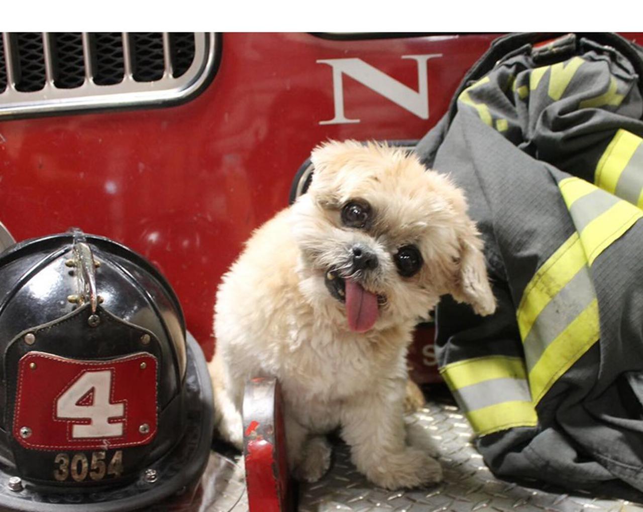 フォロワー180万人超えのインフルエンサー犬が18歳で死亡、セレブも追悼