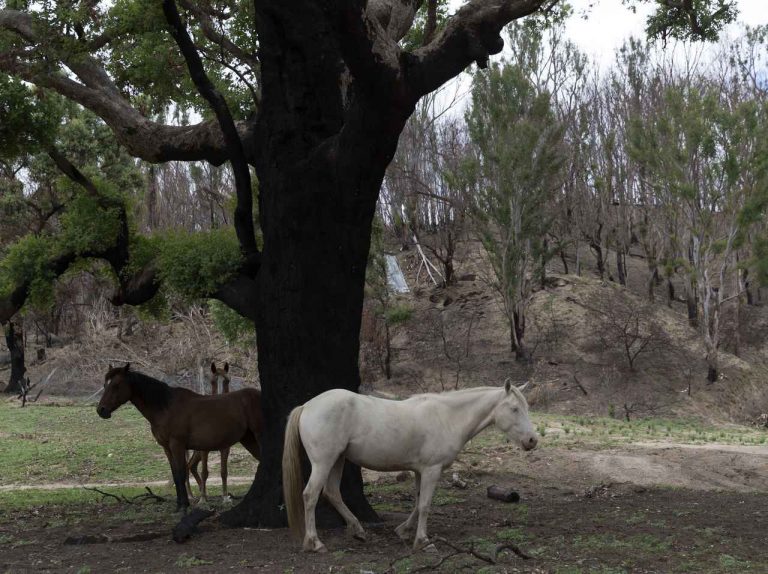 オーストラリア森林火災、NSWですべての火が鎮火！8ヵ月、240日以上続いていた