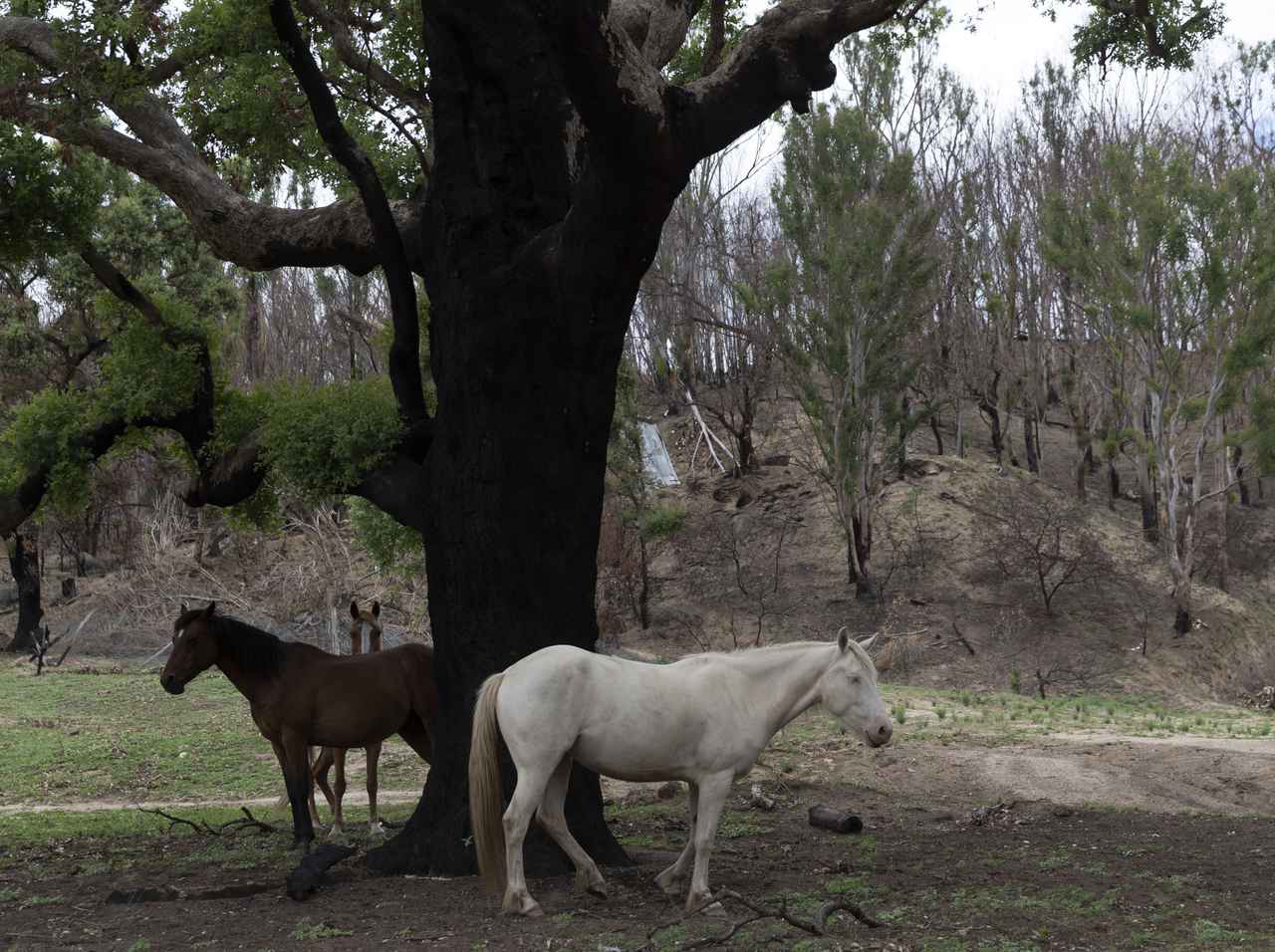 オーストラリア森林火災、NSWですべての火が鎮火！8ヵ月、240日以上続いていた