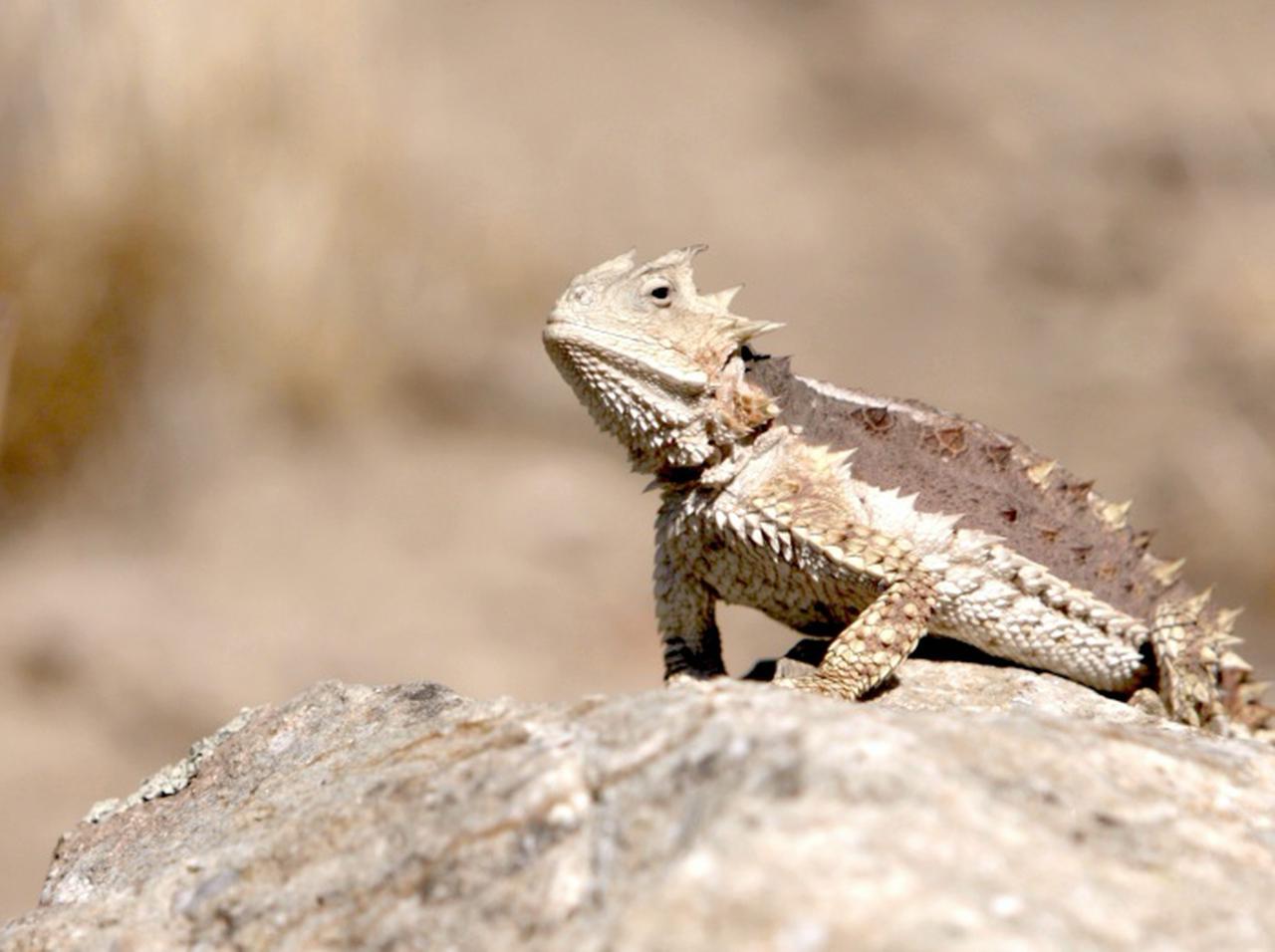 スカパー! が新型コロナでの休校や自宅待機を受け『ディスカバリーチャンネル』『アニマルプラネット』を無料放送