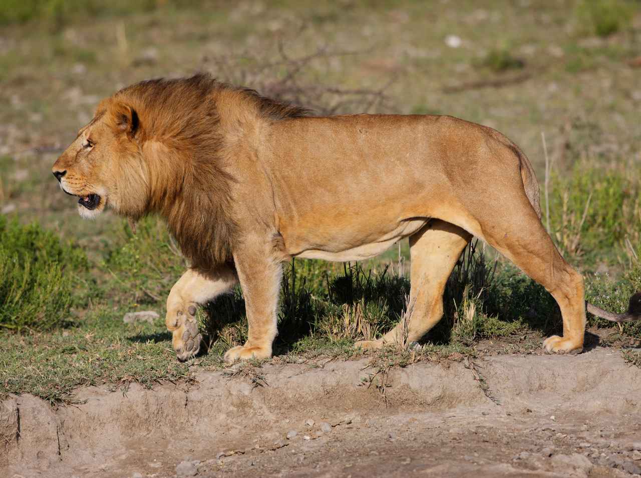 「ライオン」が出現し街がパニックに、しかしその『正体』は…