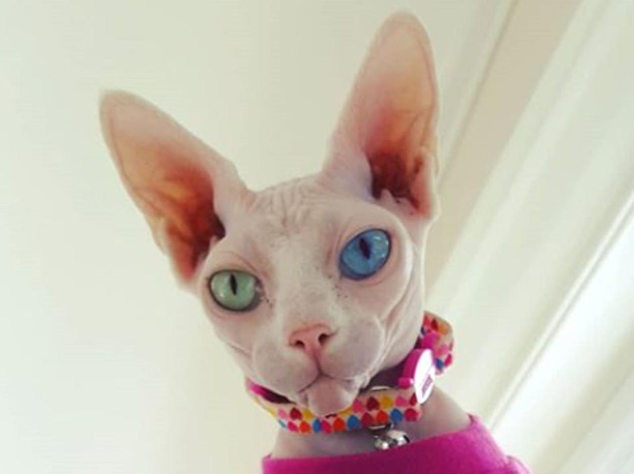 “左目が青で右目が緑”のスフィンクス猫が完全に神の使い