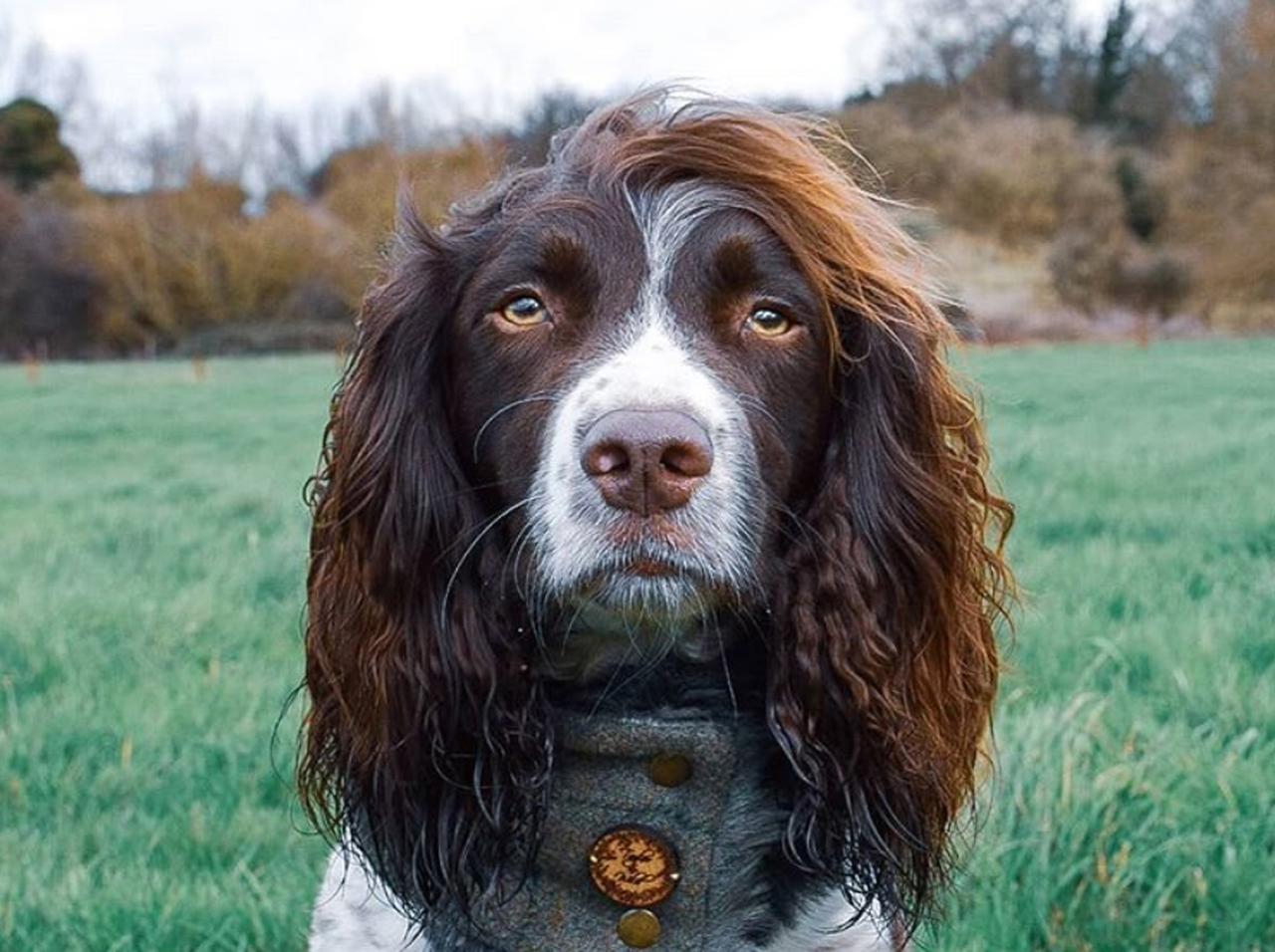 完璧なゆるふわパーマ!犬のインスタグラマーの“ヘアスタイル”に嫉妬する人間続出