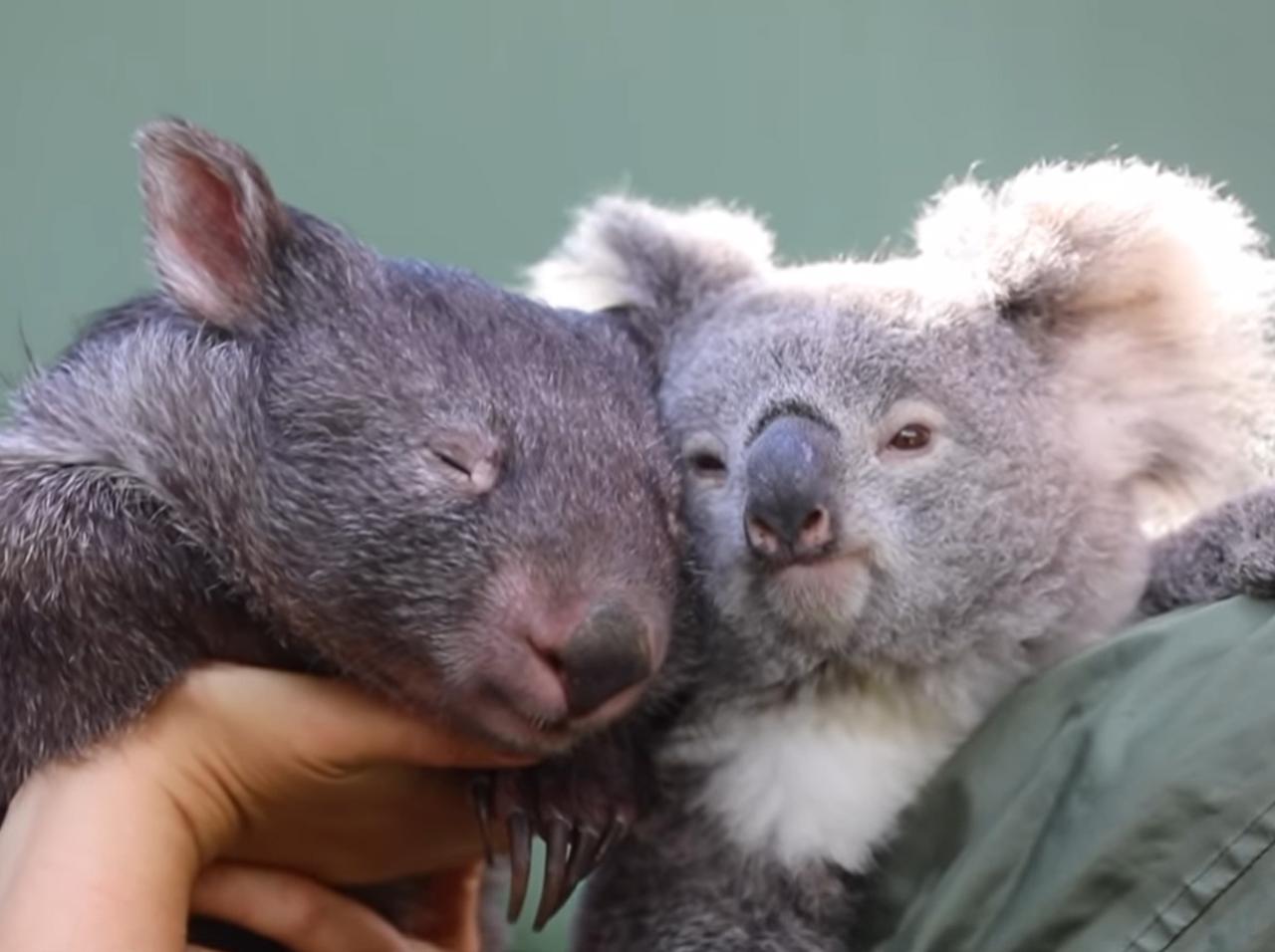 外出自粛中のコアラとウォンバット、仲良くなる