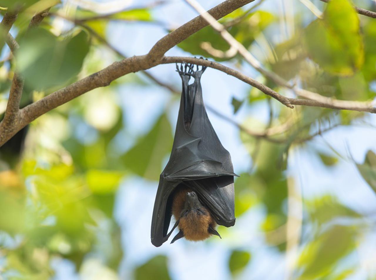人間の子供サイズのコウモリに荒ぶる人が続出