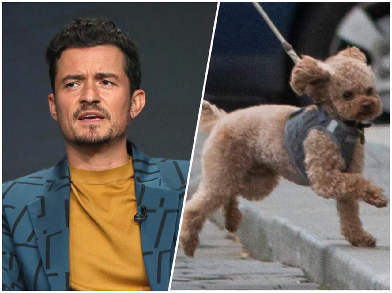 オーランド・ブルームの愛犬マイティが行方不明に、インスタで情報提供を求める