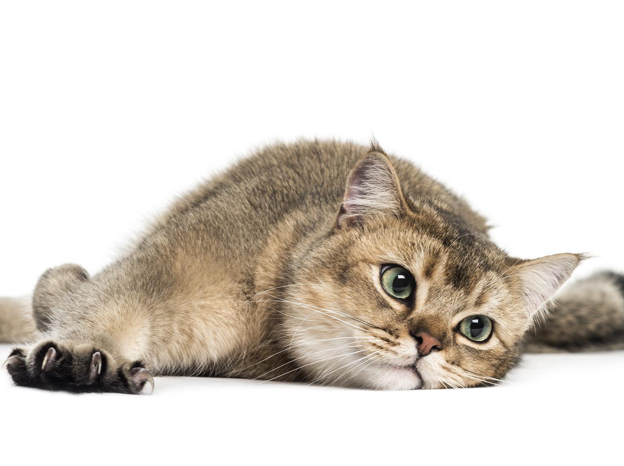 アメリカの猫カフェ、「マスクをつけない客」へのペナルティが斜め上