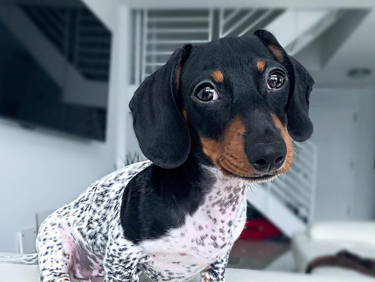 体はダルメシアン風、顔はダックスフントの奇跡の犬に目がハート