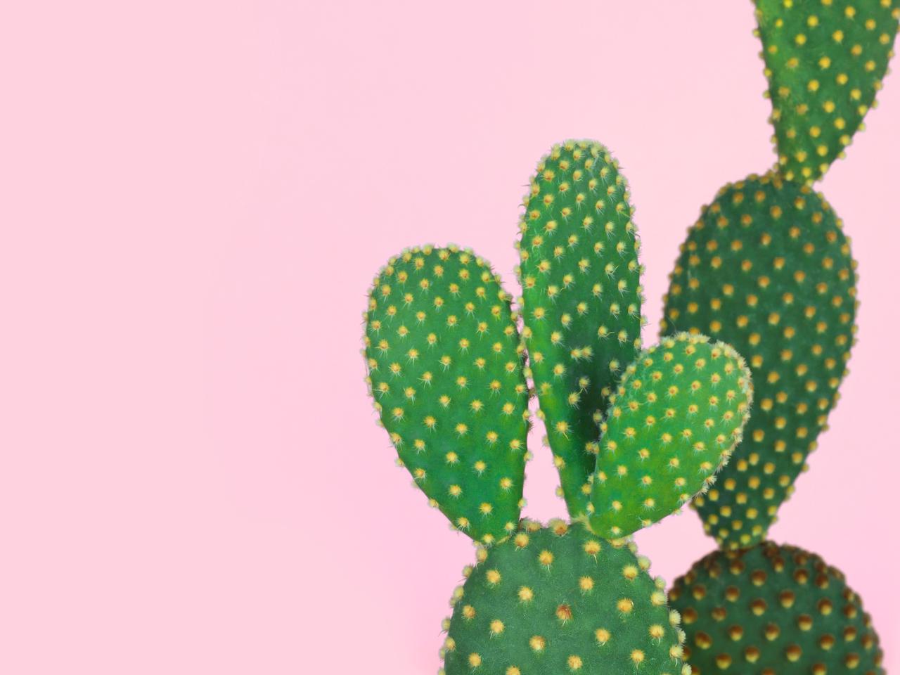 美肌効果たっぷり!「サボテン」が肌にいいとされる驚くべき理由