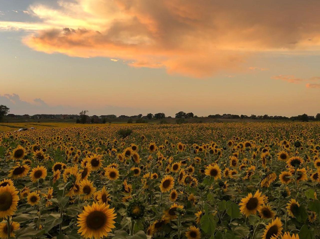 ひまわり200万本！パンデミック中に花を植えまくった農場が写真スポットとして人気爆発