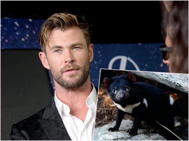 クリス・ヘムズワース、3,000年ぶりにタスマニアデビルを豪州本土に導入する計画に参加