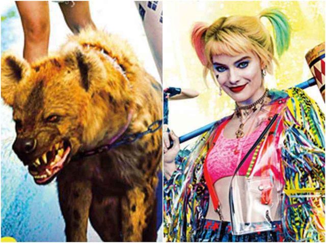 『ハーレイ・クインの華麗なる覚醒』のハイエナ、本物の犬が演じている！