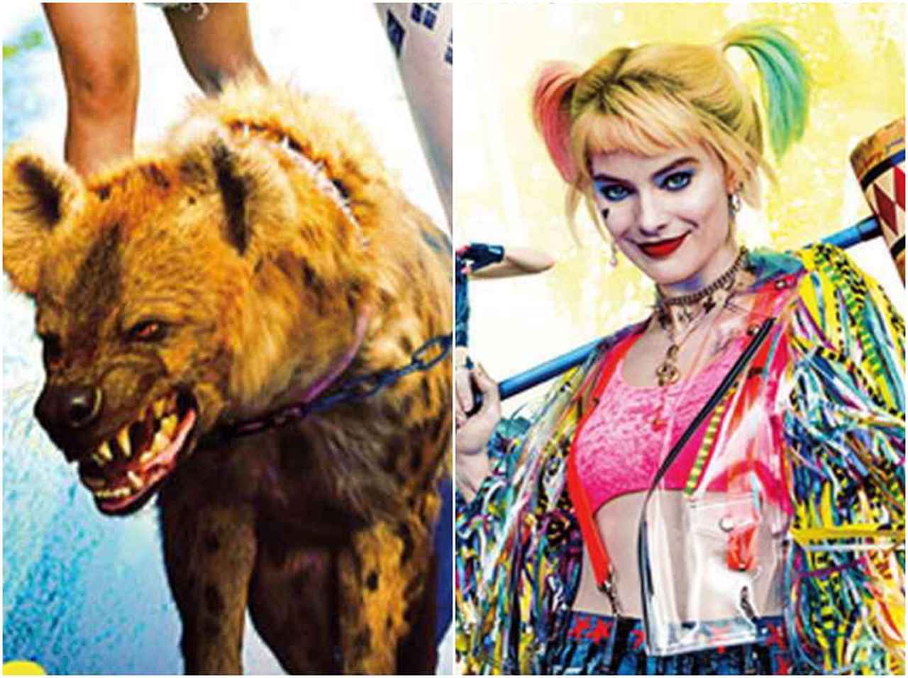 『ハーレイ・クインの華麗なる覚醒』のハイエナ、本物の犬が演じている!