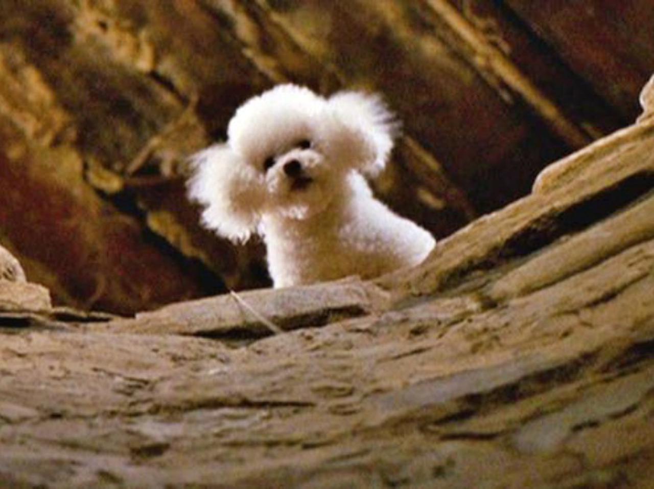 『羊たちの沈黙』に登場したプードル、後日譚を描く新作スピンオフドラマ『クラリス』でも登場する!